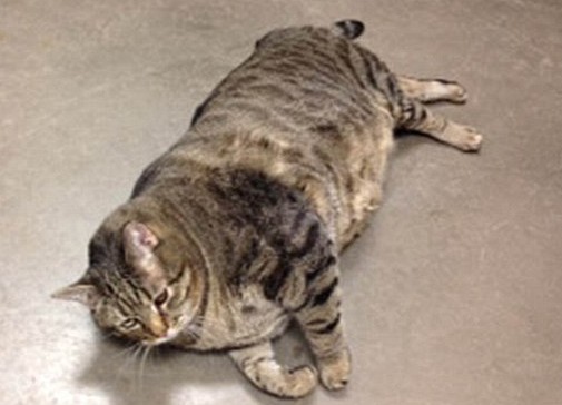 worlds-fattest-cat-2