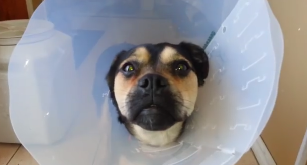 Is It Bad To Get Your Dog Stoned Is It Bad To Get Your Dog Stoned