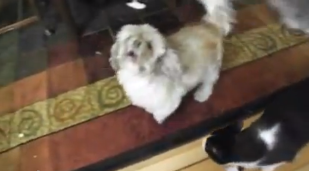 funny dog that screams like a man