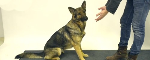 dog confused magic trick video