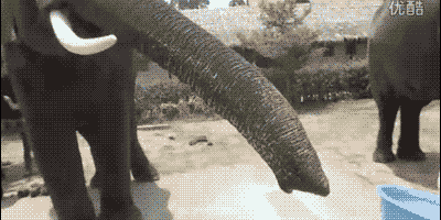 funny elephant gifs hose
