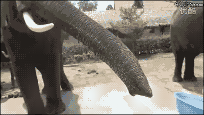 funny elephant gifs hose