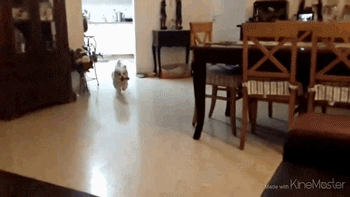 wasted gifs dog miss jump couch
