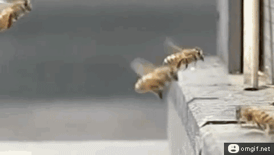 wasted gifs bees crashing