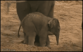 funny elephant gifs baby fall
