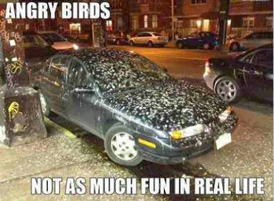 angry-birds-real-life