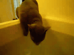 funny gifs of animals freaking out cat bath