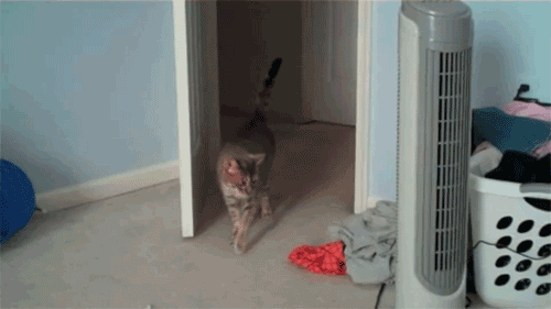 funny gifs of animals freaking out cat doorway