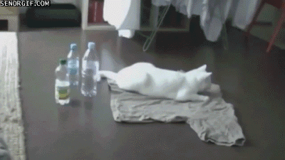 funny gifs of animals freaking out cat bottles