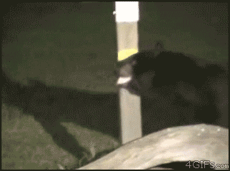 funny gifs of animals freaking out bear raccoon
