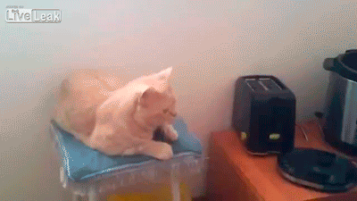 funny gifs of animals freaking out cat toast
