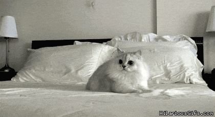 funny gifs of animals freaking out white cat bed