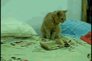 funny gifs of animals freaking out cat bed