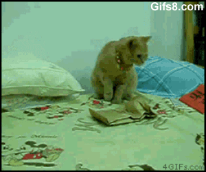 funny gifs of animals freaking out cat bed