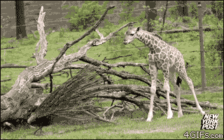 funny gifs of animals freaking out giraffe