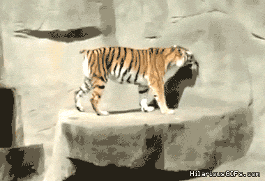 funny gifs of animals freaking out tiger bird