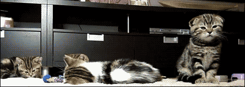 funny gifs of animals freaking out kittens