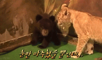 funny gifs of animals freaking out bear cub tiger