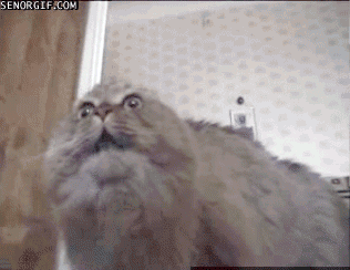 funny gifs of animals freaking out evil cat