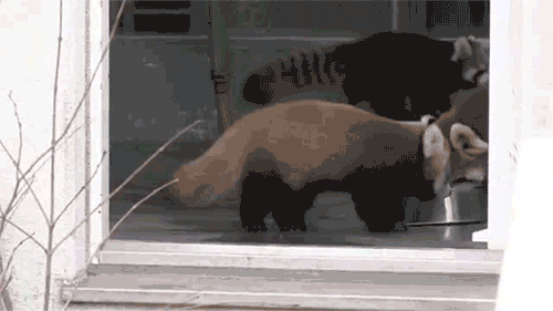 funny gifs of animals freaking out red panda