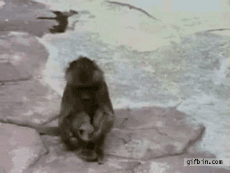 funny gifs of animals freaking out monkey