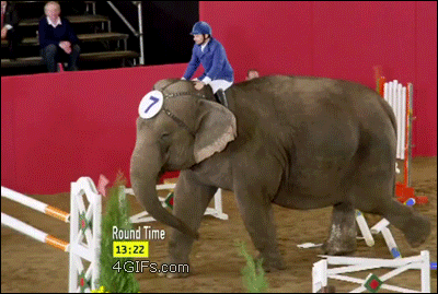 funny elephant gifs