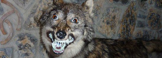 worst funny taxidermy smiling wolf