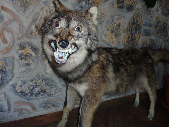 worst funny taxidermy smiling wolf