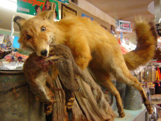 worst funny taxidermy fox