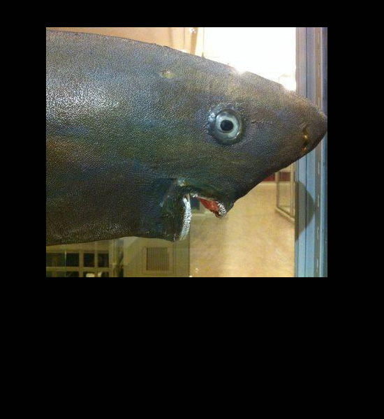 worst funny taxidermy shark