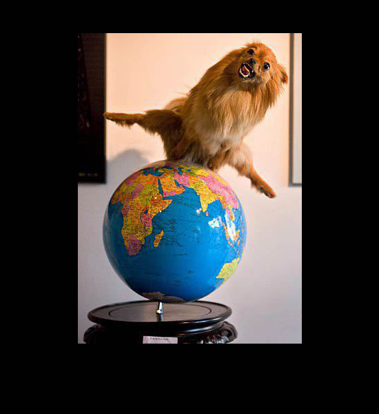 worst funny taxidermy globe