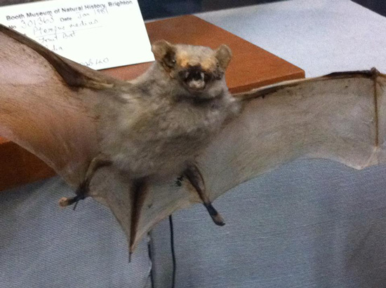 worst funny taxidermy bat