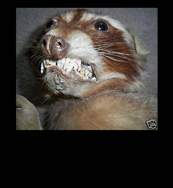 worst funny taxidermy teeth