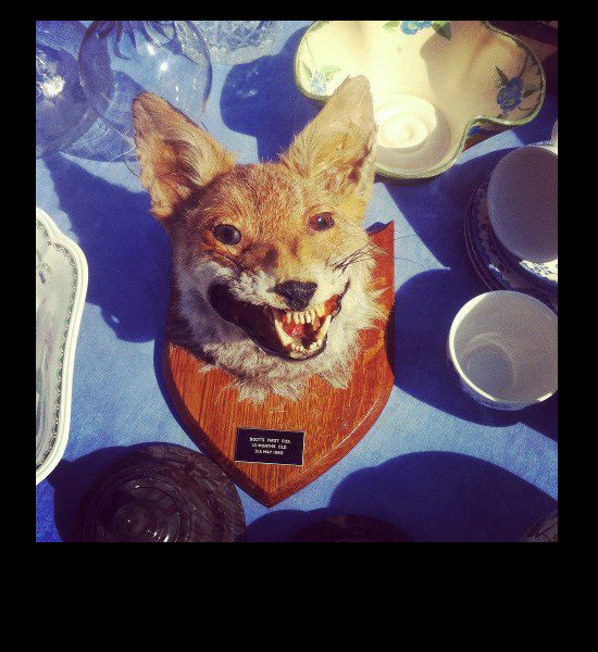 worst funny taxidermy fox mantle