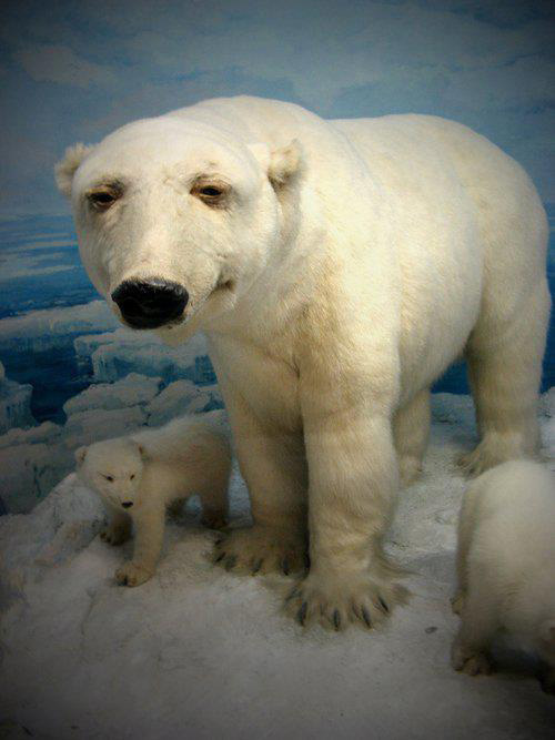 worst funny taxidermy polar bear