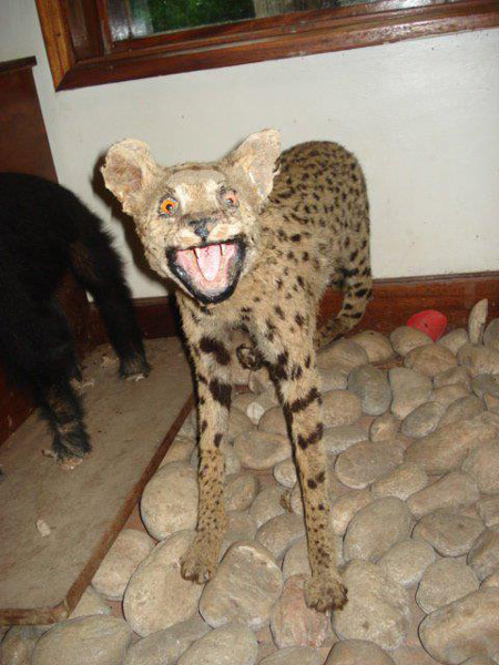 worst funny taxidermy cat meowing