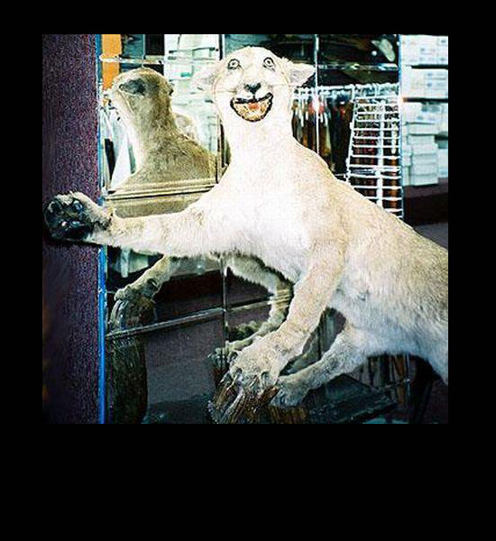 worst taxidermy cougar funny