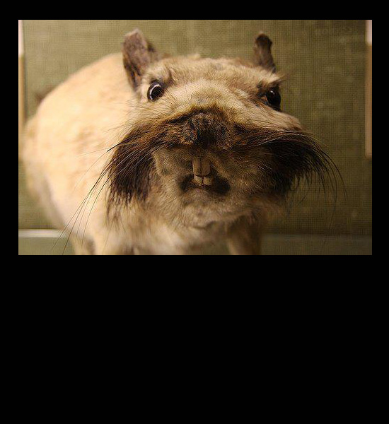 gerbil stuffed animal