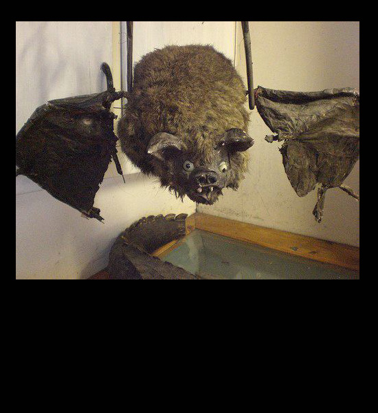 worst funny taxidermy bat terrible