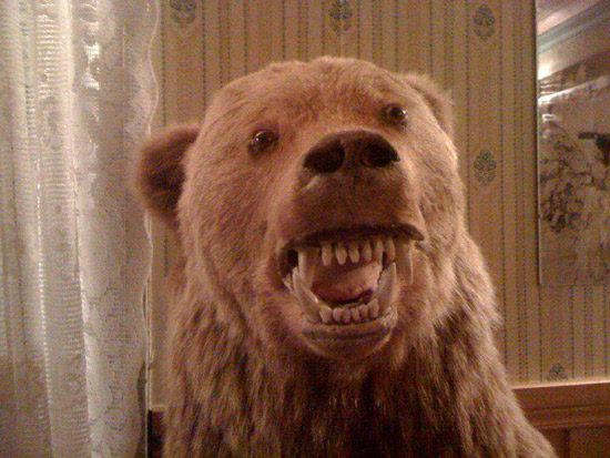 worst funny taxidermy bear