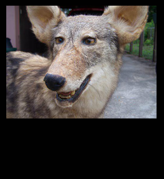 worst funny taxidermy wolf cross eyed