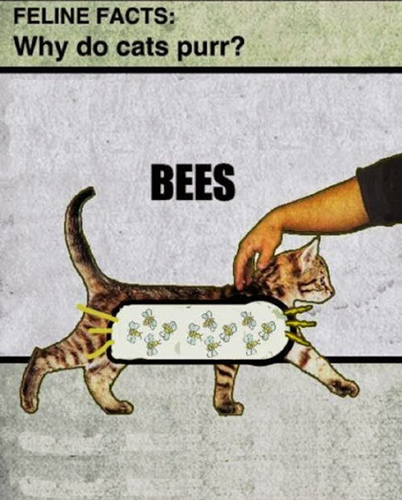 cat-bees purr