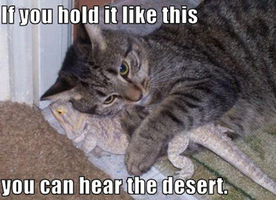 cat-hear-desert