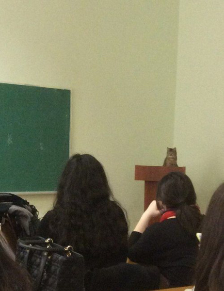 cat professor