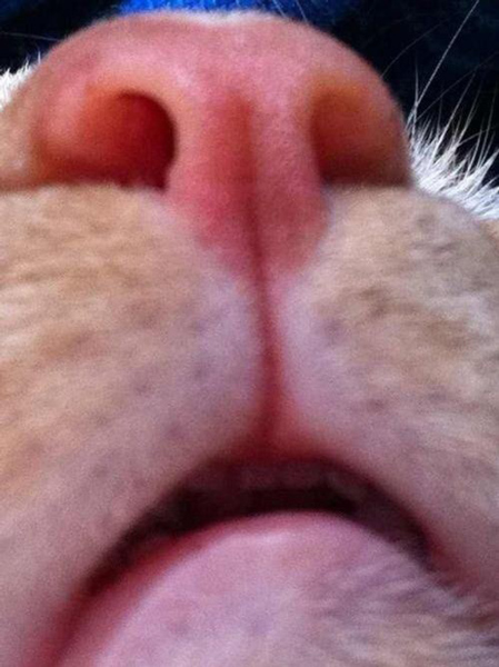 cat selfies