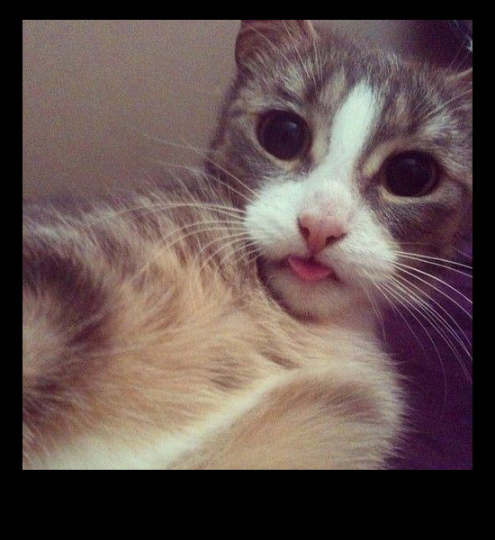 cat selfies