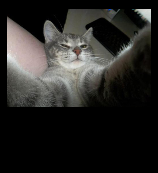 cat selfies