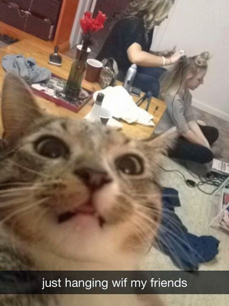 cat selfies