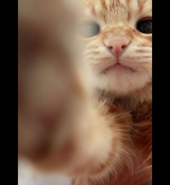 cat selfies