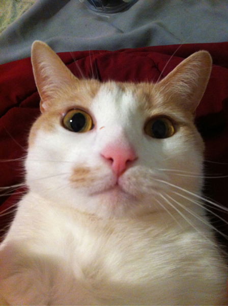 cat selfies